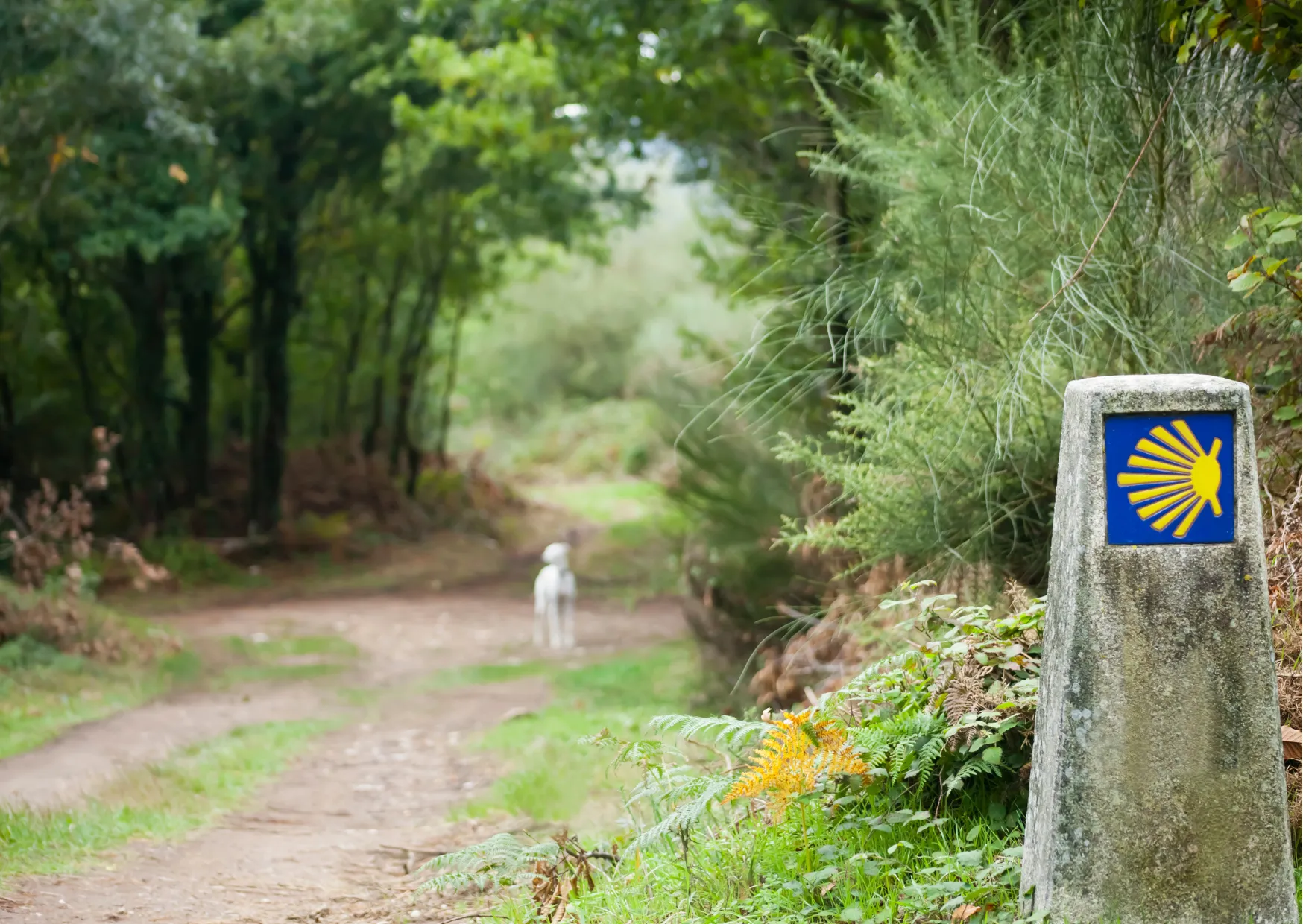 Camino del Norte